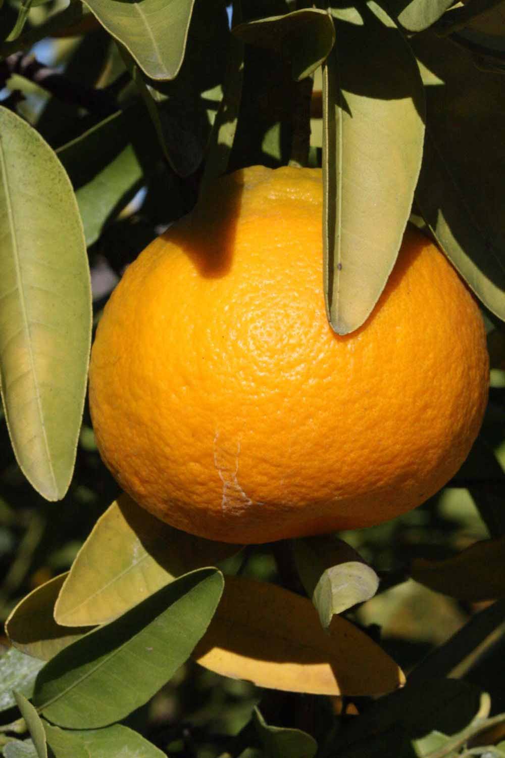                Fruit (Iyomikan, Riverside, CA)       